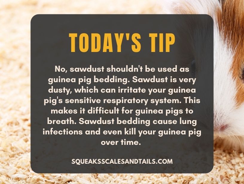 a tip about using sawdust as guinea pig bedding
