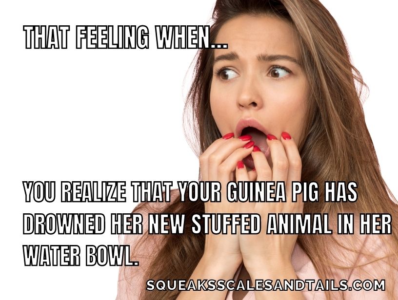 a funny meme about whether guinea pigs like stuffed animals