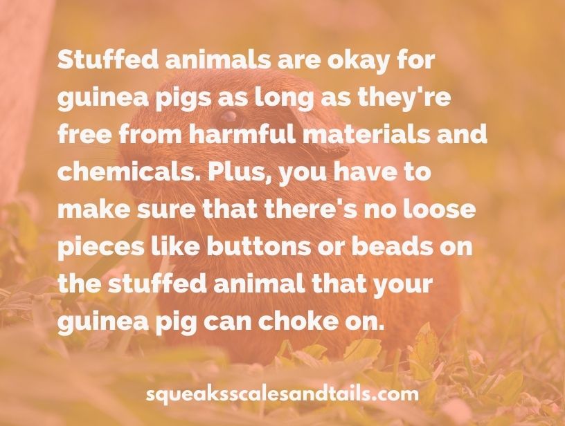 a tips about whether guinea pigs liked stuffed animals