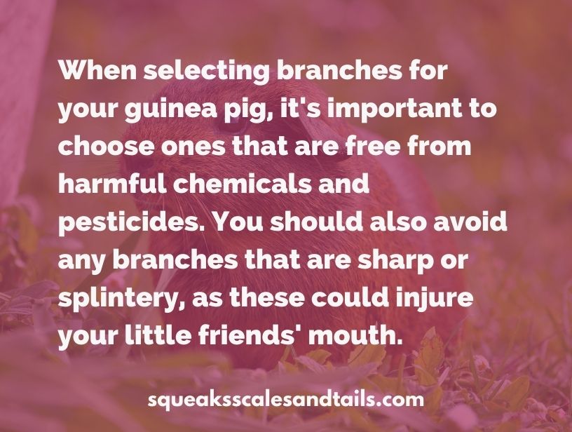 a tip about guinea pigs chewing on wood
