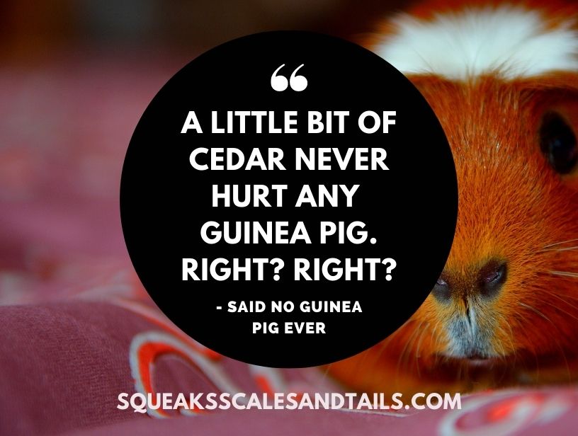 a funny quote from a guinea pig about chewing on wood