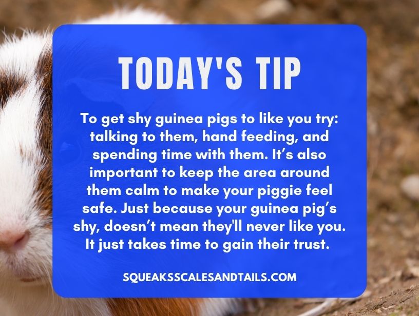 a tip about how to get a shy guinea pig to like you