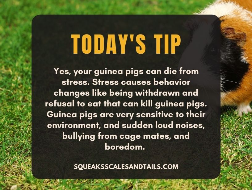 a tip about can guinea pigs die from stress