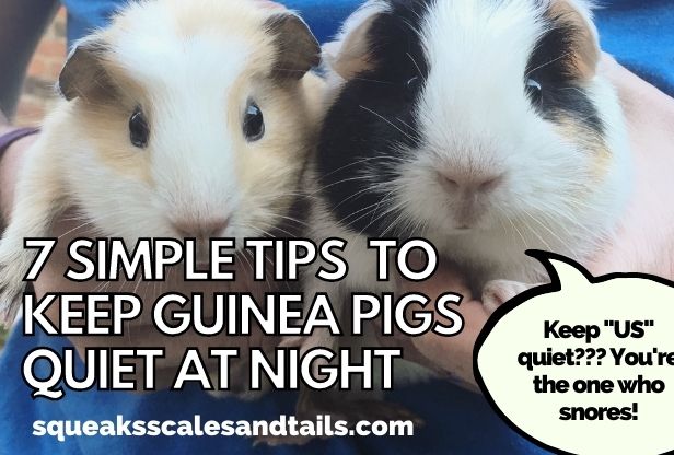 two guinea pigs wondering if they're going to be quiet at night