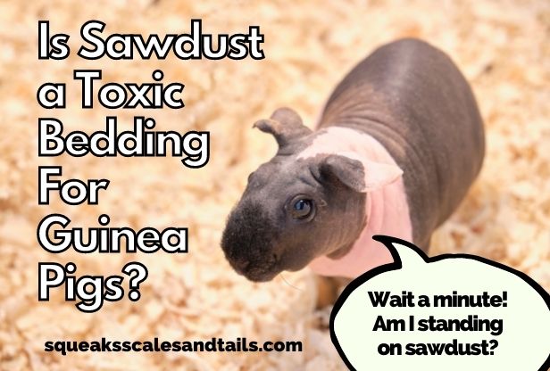 Is Sawdust A Toxic Bedding For Guinea Pigs?