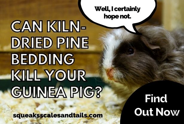 a picture of a guinea pig wondering if kiln dried bedding