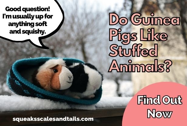 a guinea pig wondering if they like stuffed animals