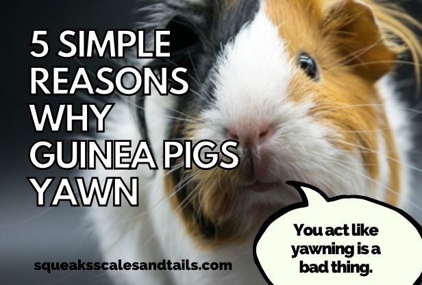 5 Simple Reasons Guinea Pigs Yawn (Explained Here)