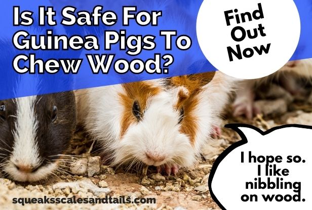 Is It Safe For Guinea Pigs To Chew Wood? (Find Out Now)