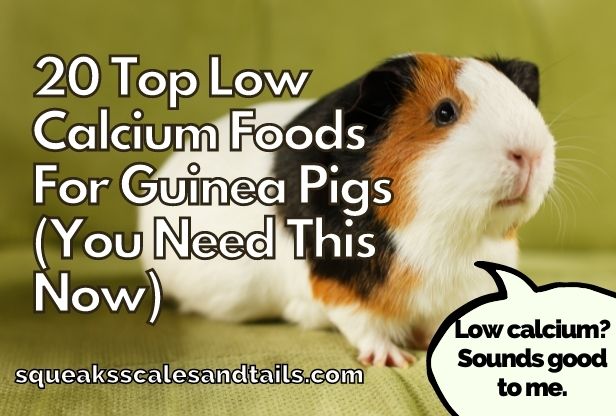 20 Best Low Calcium Vegetables For Guinea Pigs