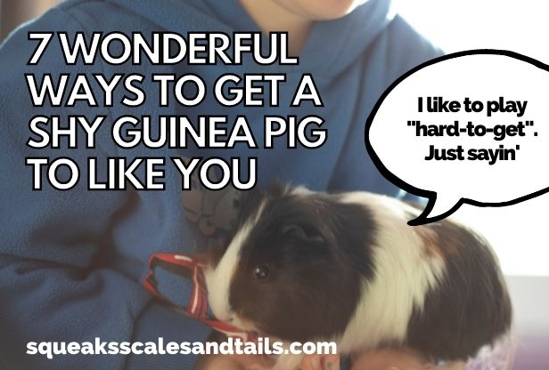 a picture of an owner and a guinea pig and the owner want the guinea pig to like him