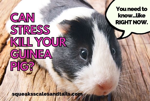Can Stress Kill Your Guinea Pig? (What You Need To Know)