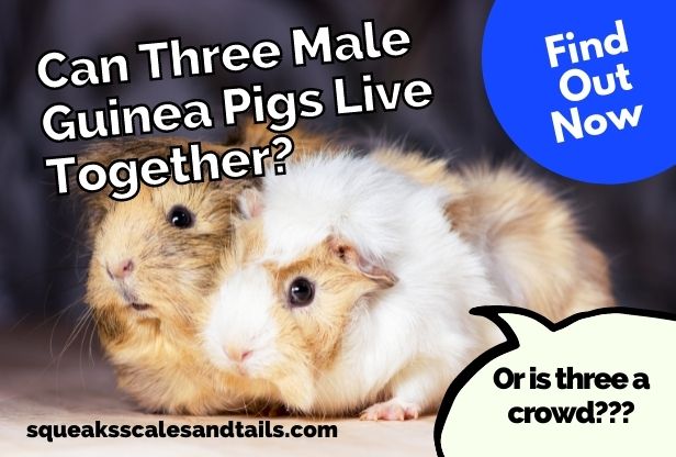 Can Three Male Guinea Pigs Live Together? (Find Out Now)