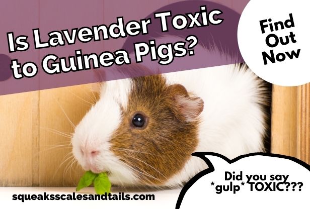 a guinea pig wondering if he can eat lavender