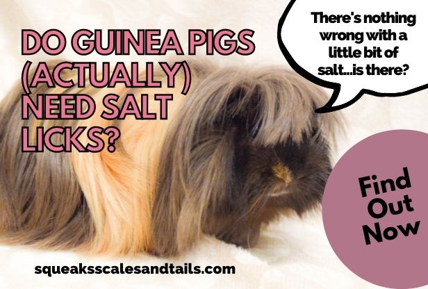 Do Guinea Pigs (Actually) Need Salt Licks? (Find Out Now)