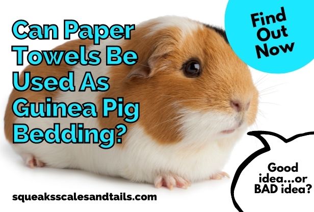 a guinea pig wondering if paper towels can be used for his bedding