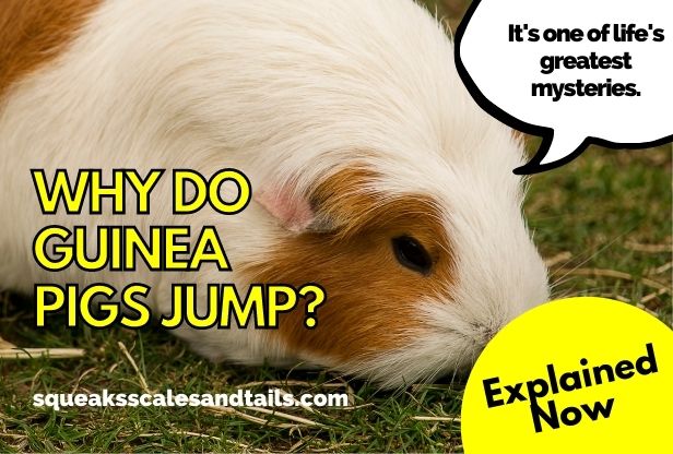 a guinea pig who wonders if he can jump