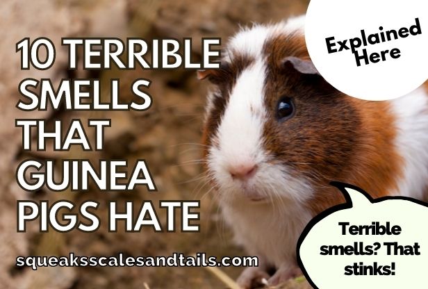 a guinea pig thinking about what smells guinea pigs hate
