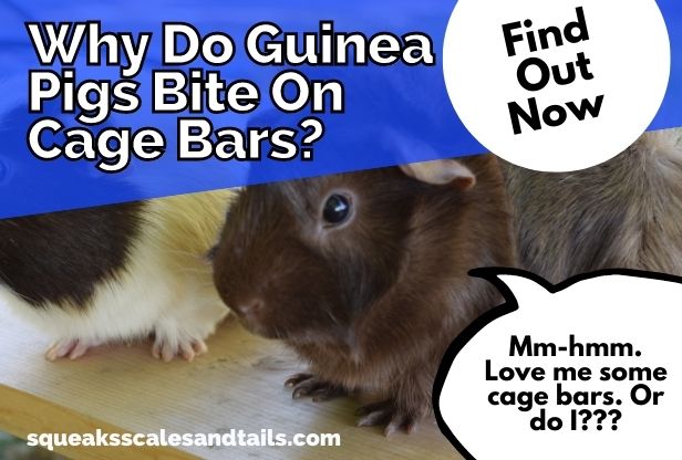 a guinea pig wondering why do guinea pigs bite on their cage bars