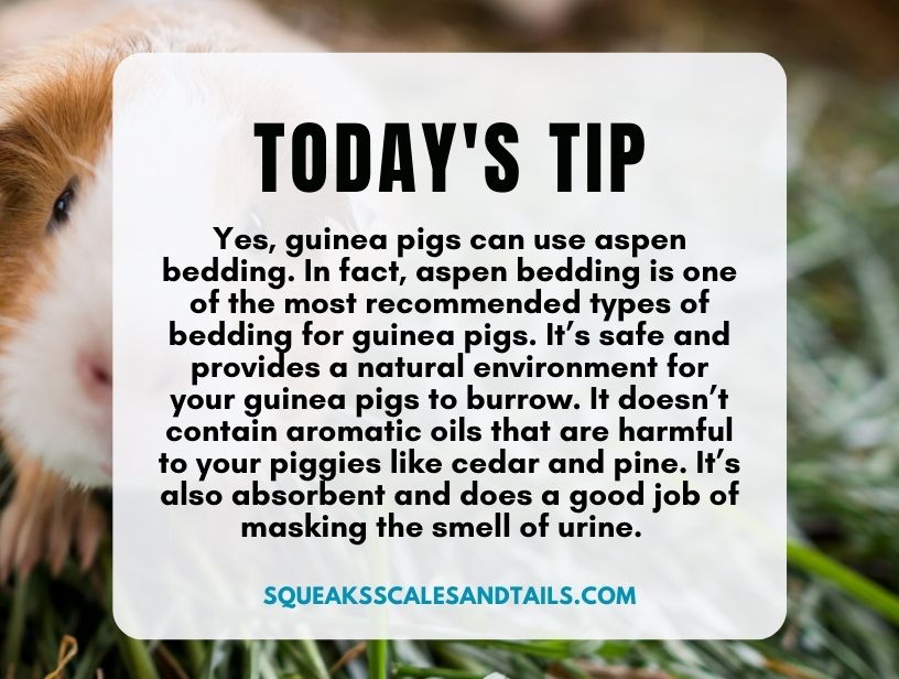 a tip about whether guinea pigs can use aspen bedding