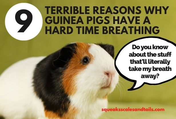 a guinea pig wondering why some guinea pigs have a hard time breathing