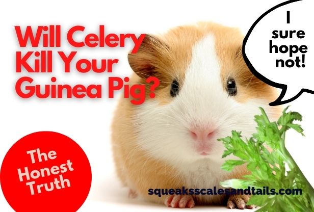 a tip about whether guinea pigs can eat celery