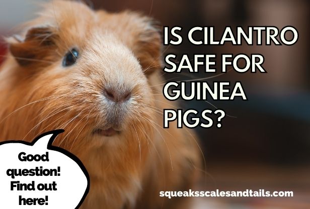 Is Cilantro Safe For Guinea Pigs? (Find Out Here)