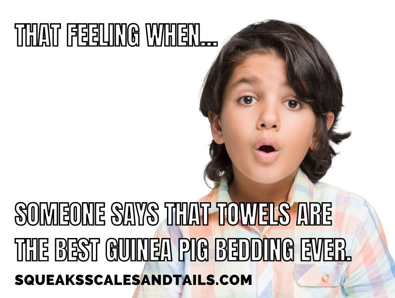 a funny meme about using towels as guinea pig bedding