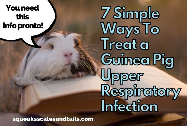 a guinea pig wondering about treatment options for upper respiratory infections