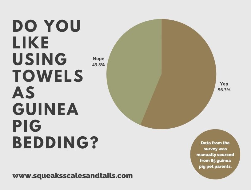 a graph focused how many people use towels as guinea pig bedding
