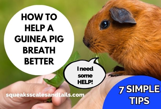 How To Help A Guinea Pig Breathe Better (7 Simple Tips)