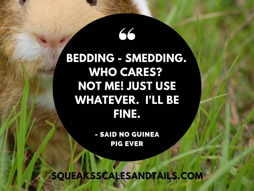 a funny guinea pig quote about using different types of bedding