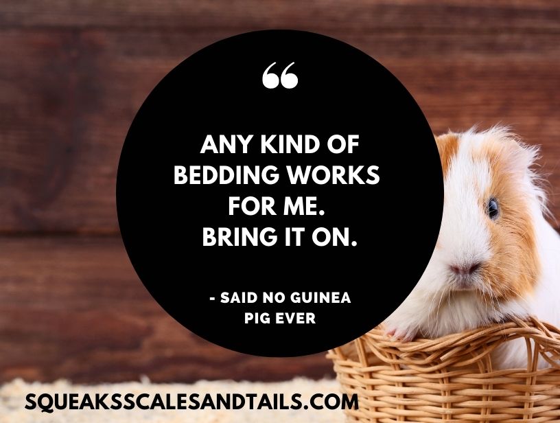 a sarcastic quote about whether guinea pig can use aspen bedding
