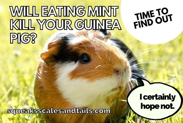 a guinea pig wondering if he can eat mint