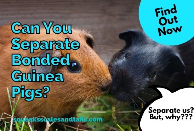 two guinea pigs wondering if they can be separated