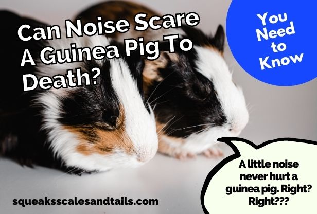 two guinea pigs wondering if noise can scare a guinea pig to death
