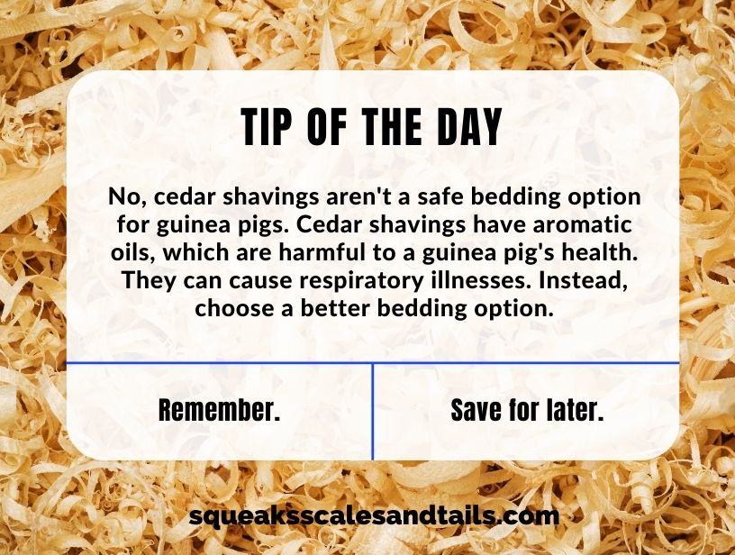 a tip about whether guinea pigs can use cedar bedding
