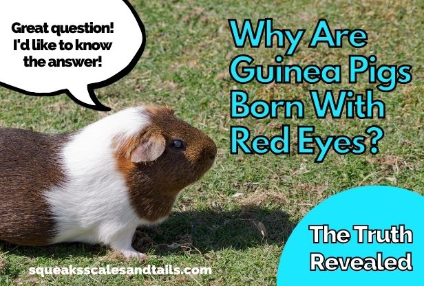 a guinea pig wondering why guinea pig are born with red eyes