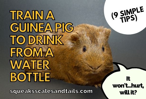 a picture of a guinea pig wondering if he can drink from a water bottle