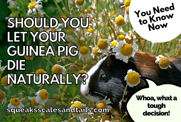 a tip about whether you should you let your guinea pig die naturally