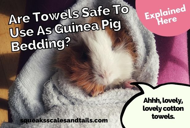 can guinea pigs use towels as bedding