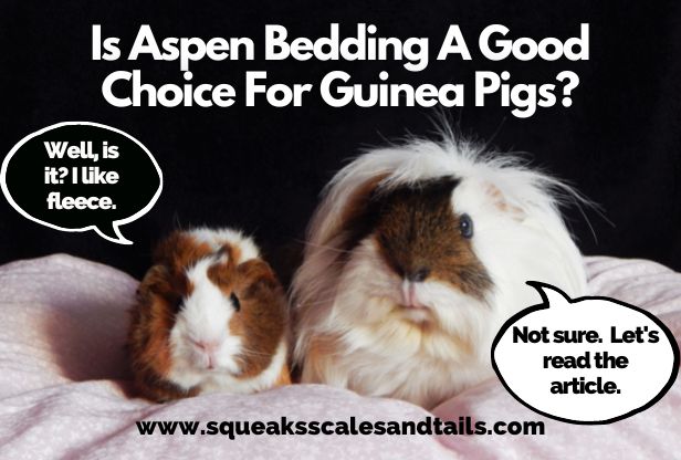 two guinea pigs wondering if guinea pigs can use aspen bedding