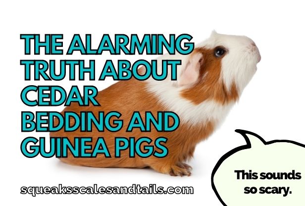 a guinea pig wondering if he can use cedar bedding