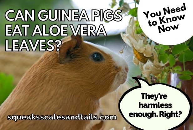 a guinea pig wondering if he can eat aloe vera leaves