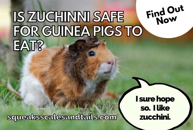 a guinea pig hoping that he can eat zucchini