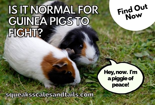 two guinea pigs wondering if it's normal for them to fight