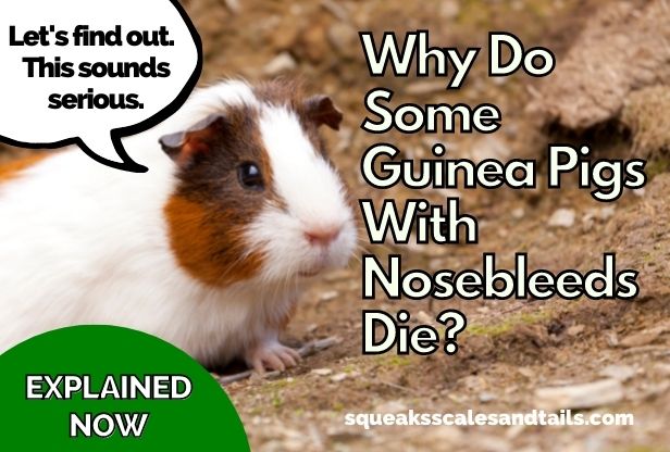 a guinea pig wondering why guinea pigs with nosebleeds die