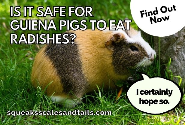 a guinea pig wondering if he can eat radishes