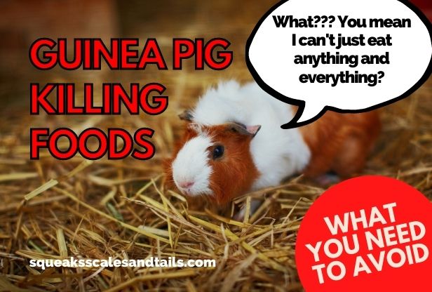 a guinea pig wondering what foods he can eat that might kill him