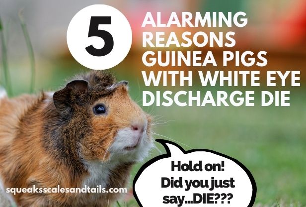 a guinea pig wondering why white eye discharge might kill him